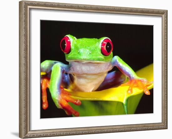 Red Eye Tree Frog on a Calla Lily, Native to Central America-David Northcott-Framed Photographic Print