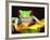 Red Eye Tree Frog on a Calla Lily, Native to Central America-David Northcott-Framed Photographic Print