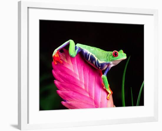 Red Eye Tree Frog on Bromeliad, Native to Central America-David Northcott-Framed Photographic Print