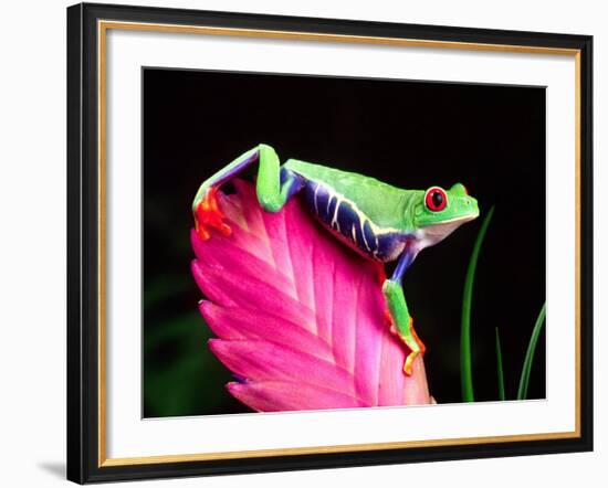 Red Eye Tree Frog on Bromeliad, Native to Central America-David Northcott-Framed Photographic Print