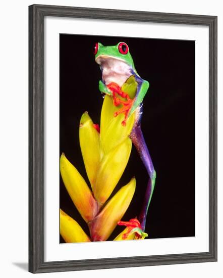 Red Eye Tree Frog on Bromeliad, Native to Central America-David Northcott-Framed Photographic Print