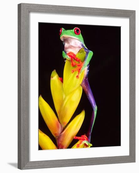 Red Eye Tree Frog on Bromeliad, Native to Central America-David Northcott-Framed Photographic Print