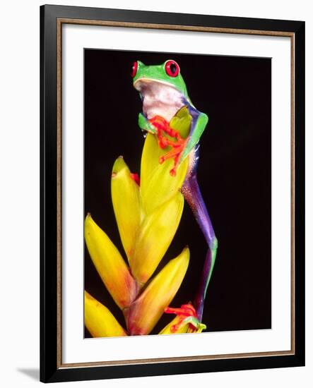 Red Eye Tree Frog on Bromeliad, Native to Central America-David Northcott-Framed Photographic Print