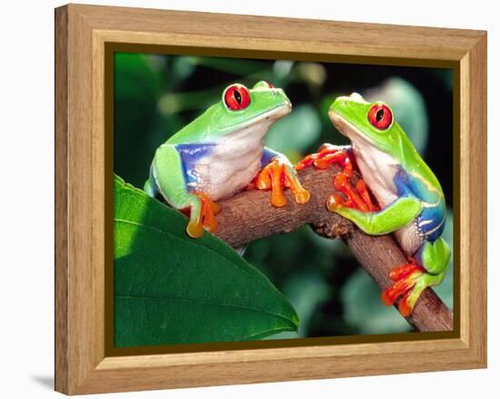 Red Eye Tree Frog Pair, Native to Central America-David Northcott-Framed Premier Image Canvas