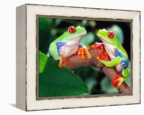 Red Eye Tree Frog Pair, Native to Central America-David Northcott-Framed Premier Image Canvas