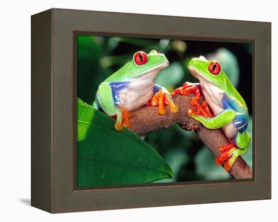 Red Eye Tree Frog Pair, Native to Central America-David Northcott-Framed Premier Image Canvas