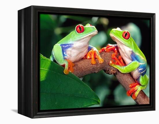 Red Eye Tree Frog Pair, Native to Central America-David Northcott-Framed Premier Image Canvas