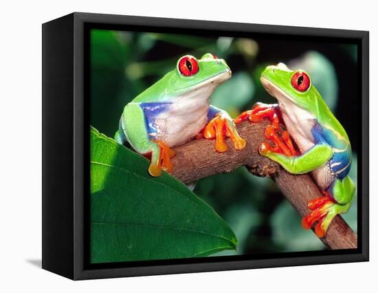 Red Eye Tree Frog Pair, Native to Central America-David Northcott-Framed Premier Image Canvas