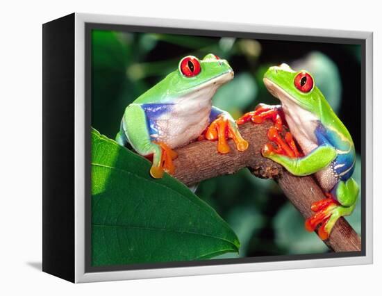 Red Eye Tree Frog Pair, Native to Central America-David Northcott-Framed Premier Image Canvas