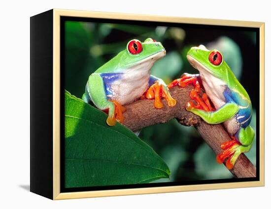 Red Eye Tree Frog Pair, Native to Central America-David Northcott-Framed Premier Image Canvas