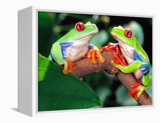 Red Eye Tree Frog Pair, Native to Central America-David Northcott-Framed Premier Image Canvas