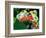 Red Eye Tree Frog Pair, Native to Central America-David Northcott-Framed Photographic Print