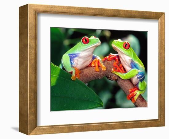 Red Eye Tree Frog Pair, Native to Central America-David Northcott-Framed Photographic Print