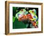 Red Eye Tree Frog Pair, Native to Central America-David Northcott-Framed Photographic Print