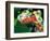 Red Eye Tree Frog Pair, Native to Central America-David Northcott-Framed Photographic Print