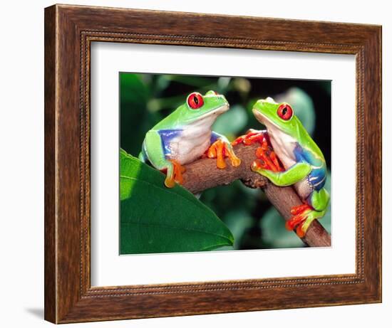 Red Eye Tree Frog Pair, Native to Central America-David Northcott-Framed Photographic Print