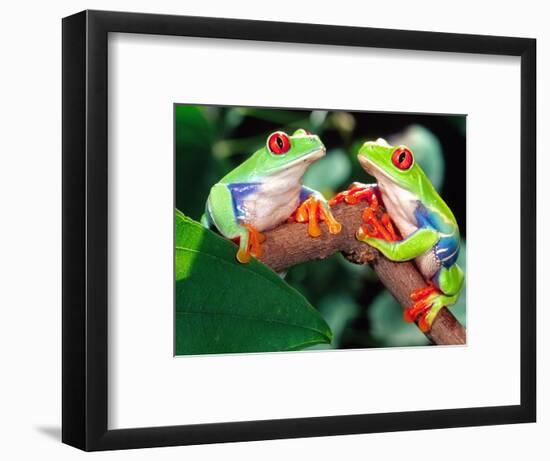 Red Eye Tree Frog Pair, Native to Central America-David Northcott-Framed Photographic Print