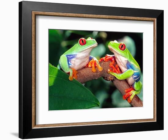 Red Eye Tree Frog Pair, Native to Central America-David Northcott-Framed Photographic Print