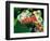 Red Eye Tree Frog Pair, Native to Central America-David Northcott-Framed Photographic Print