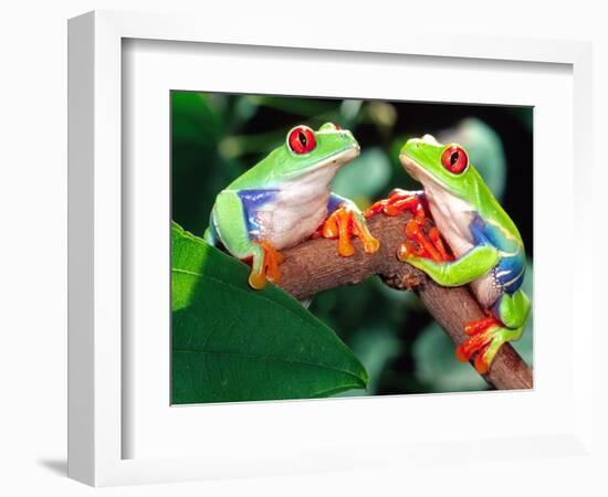 Red Eye Tree Frog Pair, Native to Central America-David Northcott-Framed Photographic Print