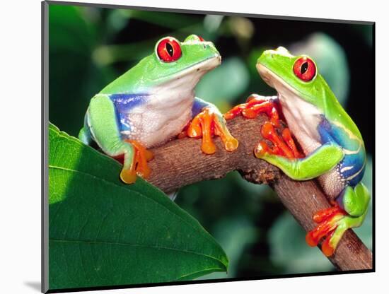 Red Eye Tree Frog Pair, Native to Central America-David Northcott-Mounted Photographic Print