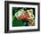 Red Eye Tree Frog Pair, Native to Central America-David Northcott-Framed Photographic Print