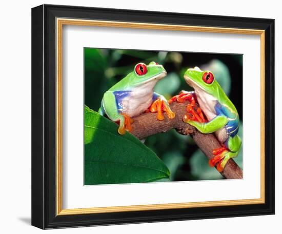 Red Eye Tree Frog Pair, Native to Central America-David Northcott-Framed Photographic Print