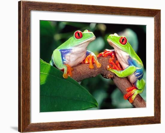 Red Eye Tree Frog Pair, Native to Central America-David Northcott-Framed Photographic Print