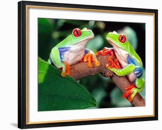 Red Eye Tree Frog Pair, Native to Central America-David Northcott-Framed Photographic Print