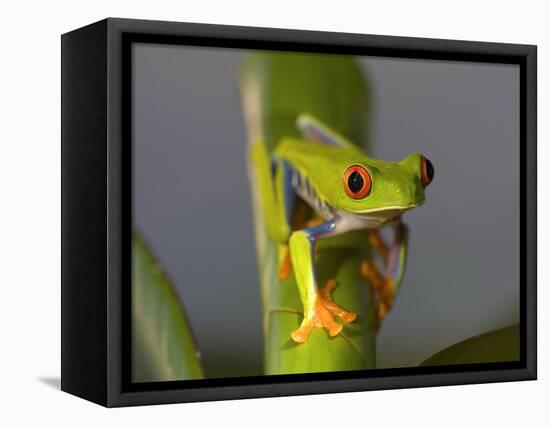 Red-Eyed Leaf Frog-Bob Krist-Framed Premier Image Canvas