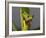 Red-Eyed Leaf Frog-Bob Krist-Framed Photographic Print