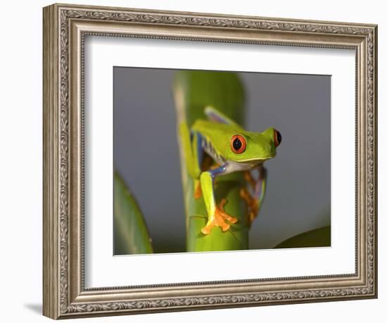 Red-Eyed Leaf Frog-Bob Krist-Framed Photographic Print