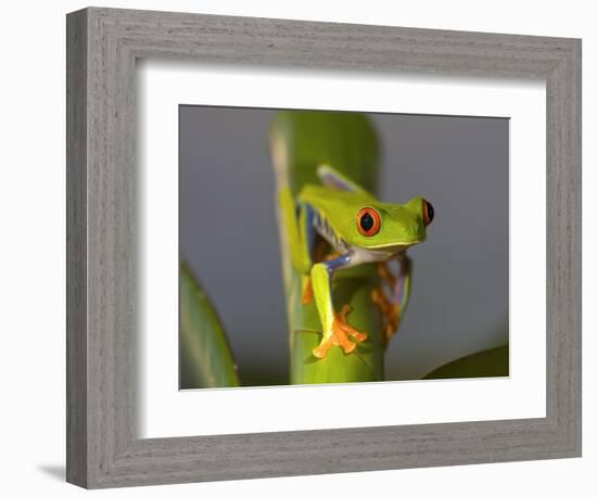 Red-Eyed Leaf Frog-Bob Krist-Framed Photographic Print