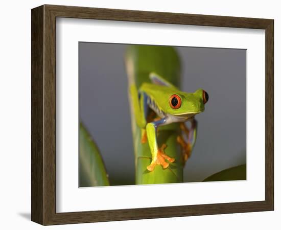 Red-Eyed Leaf Frog-Bob Krist-Framed Photographic Print