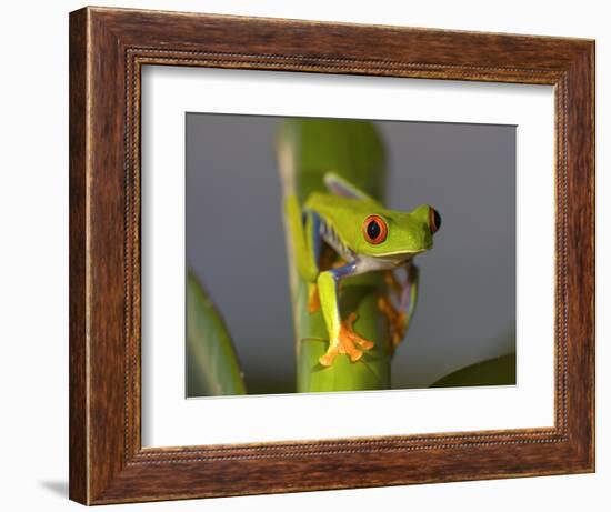 Red-Eyed Leaf Frog-Bob Krist-Framed Photographic Print