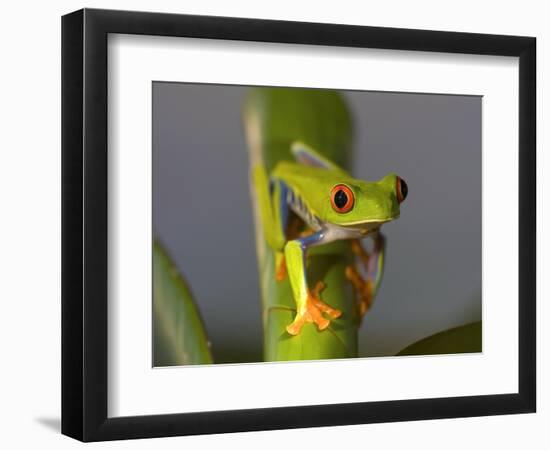 Red-Eyed Leaf Frog-Bob Krist-Framed Photographic Print
