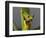 Red-Eyed Leaf Frog-Bob Krist-Framed Photographic Print