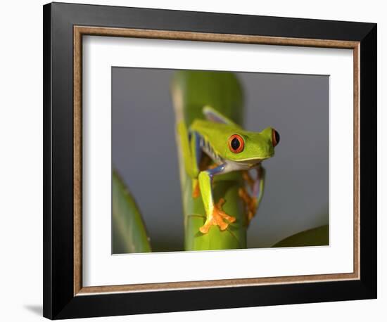 Red-Eyed Leaf Frog-Bob Krist-Framed Photographic Print