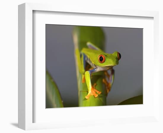 Red-Eyed Leaf Frog-Bob Krist-Framed Photographic Print