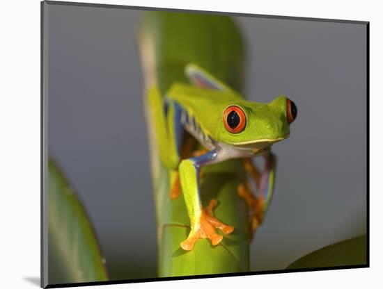 Red-Eyed Leaf Frog-Bob Krist-Mounted Photographic Print