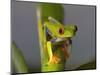 Red-Eyed Leaf Frog-Bob Krist-Mounted Photographic Print