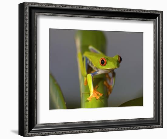 Red-Eyed Leaf Frog-Bob Krist-Framed Photographic Print