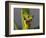 Red-Eyed Leaf Frog-Bob Krist-Framed Photographic Print