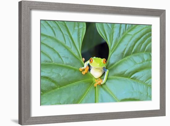 Red-Eyed Tree Frog (Agalychins Callydrias) Emerging from a Leaf, Costa Rica-Marco Simoni-Framed Photographic Print