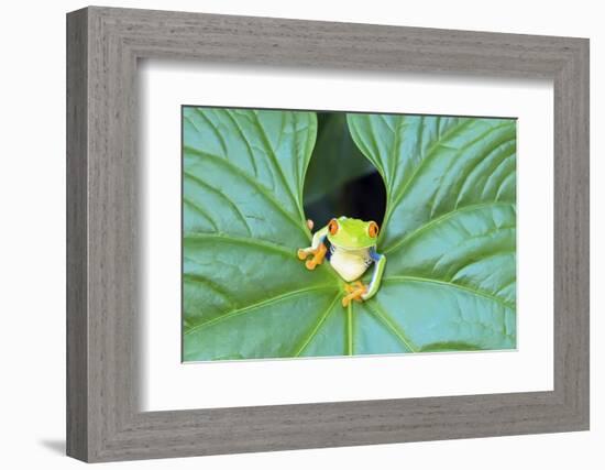 Red-Eyed Tree Frog (Agalychins Callydrias) Emerging from a Leaf, Costa Rica-Marco Simoni-Framed Photographic Print