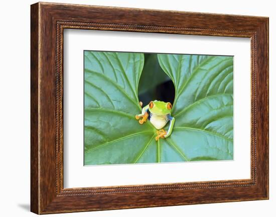 Red-Eyed Tree Frog (Agalychins Callydrias) Emerging from a Leaf, Costa Rica-Marco Simoni-Framed Photographic Print