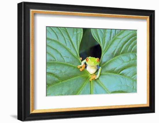 Red-Eyed Tree Frog (Agalychins Callydrias) Emerging from a Leaf, Costa Rica-Marco Simoni-Framed Photographic Print