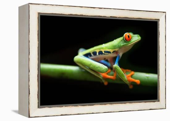 Red Eyed Tree Frog, Agalychnis Callidrias Curious Treefrog in Rainforest Costa Rica, Central Americ-null-Framed Premier Image Canvas