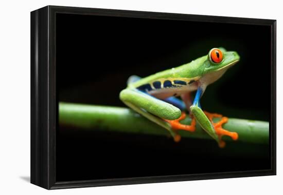 Red Eyed Tree Frog, Agalychnis Callidrias Curious Treefrog in Rainforest Costa Rica, Central Americ-null-Framed Premier Image Canvas