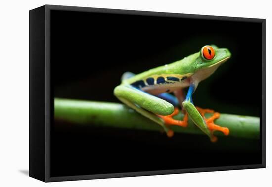 Red Eyed Tree Frog, Agalychnis Callidrias Curious Treefrog in Rainforest Costa Rica, Central Americ-null-Framed Premier Image Canvas